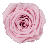 Trandafir criogenat XL 8.5cm Roz pal 04