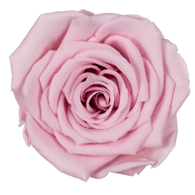 Trandafir criogenat XL 8.5cm Roz pal 04