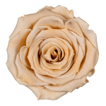 Trandafir criogenat XL 8.5cm Sampanie 01