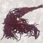 Amaranthus Stabilizat, Promo bordo set 150g