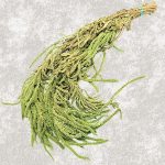 Amaranthus Stabilizat, Promo verde deschis set 150g