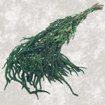 Amaranthus Stabilizat, Promo verde set 150g