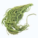 Amaranthus Stabilizat, verde deschis 90cm