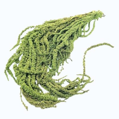 Amaranthus Stabilizat, verde deschis 90cm