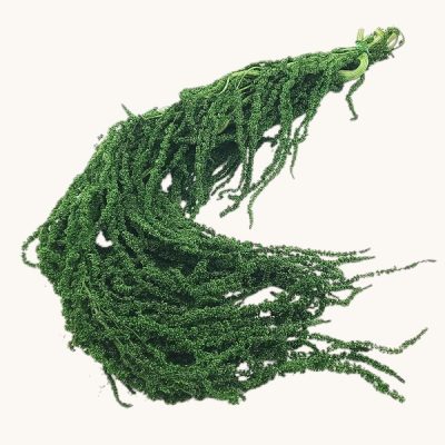 Amaranthus Stabilizat, verde 90cm