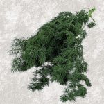 Feriga stabilizata, MING verde inchis 60cm