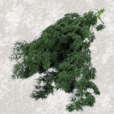 Feriga stabilizata, MING verde inchis 60cm