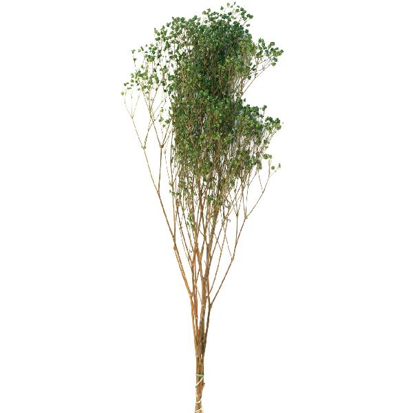 Floarea miresei stabilizata, Verde Moss 60cm 45g