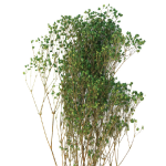 Floarea miresei stabilizata, Verde Moss 60cm 45g