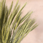 Grau uscat, verde natur cu mustati 60cm