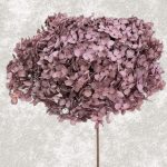 Hortensia Criogenata Anabelle d20cm, Liliac antic