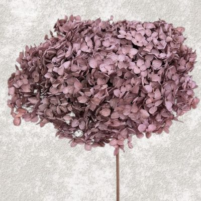 Hortensia Criogenata Anabelle d20cm, Liliac antic