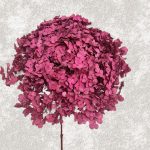 Hortensia Criogenata Anabelle d20cm, Pink Berry