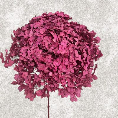 Hortensia Criogenata Anabelle d20cm, Pink Berry