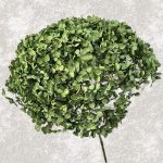 Hortensia Criogenata Anabelle d20cm, Verde