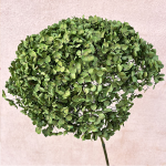 Hortensia Criogenata Anabelle d20cm, Verde