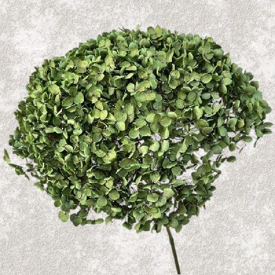 Hortensia Criogenata Anabelle d20cm, Verde