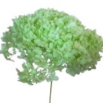 Hortensia criogenata flori mici Verde Mar D20cm