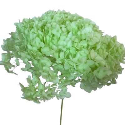 Hortensia criogenata flori mici Verde Mar D20cm