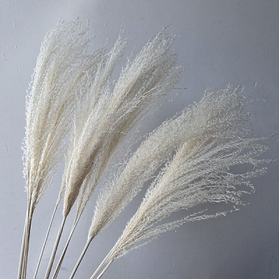 Iarba Miscanthus uscata, Extra alba set x15