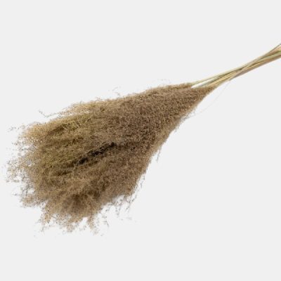 Iarba Miscanthus uscata, Extra natur set x15