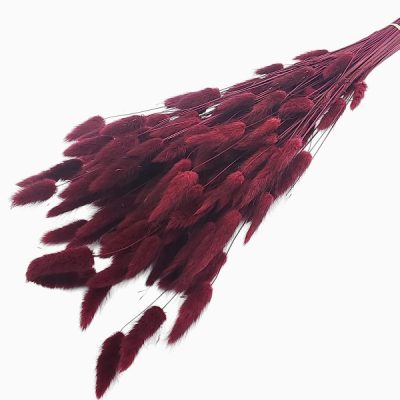 Lagurus XTR Merlot