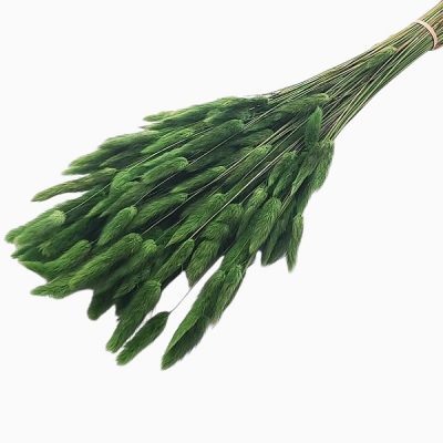 Lagurus XTR Verde