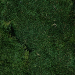 Muschi conservati plati, 250g Green Grass