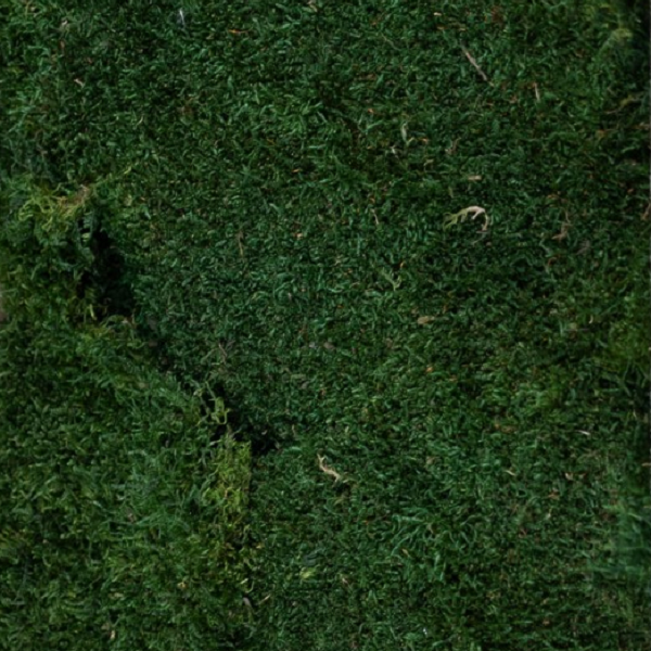 Muschi conservati plati, 250g Green Grass Muschi conservati plati, 250g Green Grass