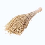 Plante uscate Orez albit 50cm