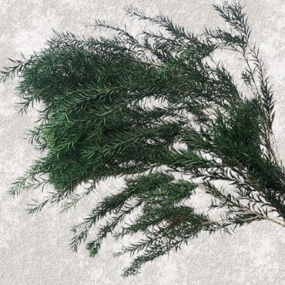 Preserved malaleuca Bracteana 80cm