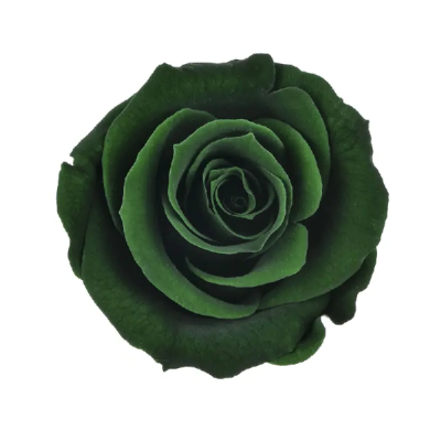 Trandafir criogenat RA 3.7cm Verde 02