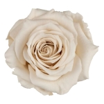 Trandafir criogenat RA XS 3cm Ivory