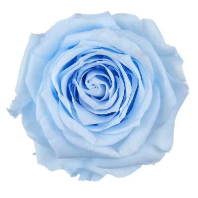 Trandafir criogenat RA XS 3cm Baby Blue 89