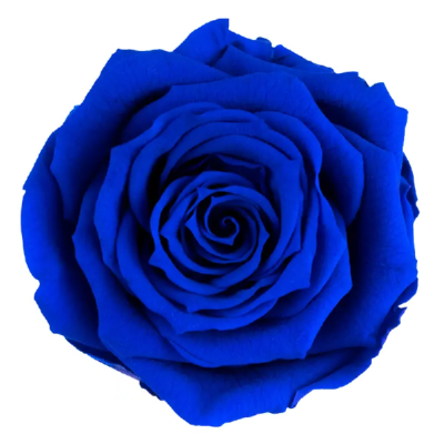 Trandafir criogenat RA XS 3cm Royal Blue