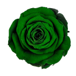 Trandafir criogenat RA XS 3cm Verde 02