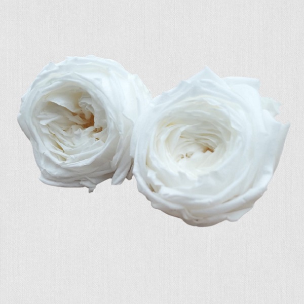 Trandafir criogenat English Rose 6cm Alb Trandafir criogenat Englezesc 6cm Alb