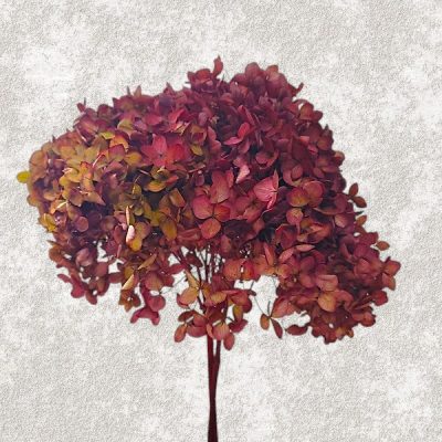 Hortensia Criogenata Anabelle d20cm, Bordo Duo