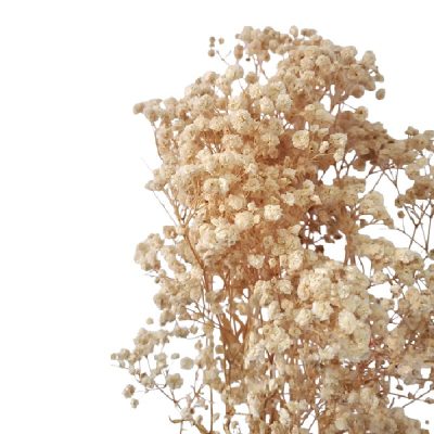 Floarea miresei, stabilizata, Extra crem natur 100g