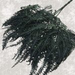Feriga stabilizata, Gigant verde 60cm