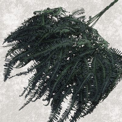 Feriga stabilizata, Gigant verde 60cm