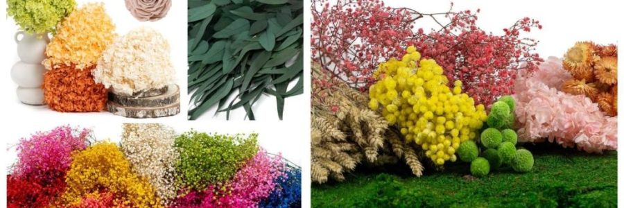 intro artflora plante deco