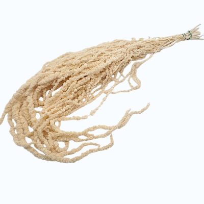 Amaranthus stabilizat Sampanie 100g 70cm