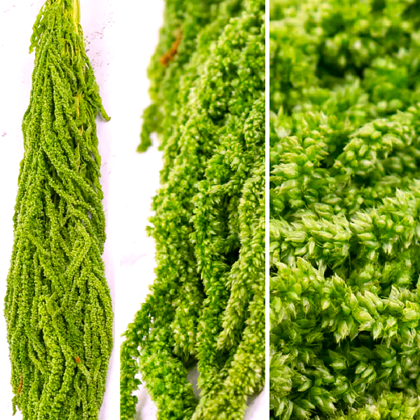 Amaranthus stabilizat, Verde neon 100cm Amaranthus stabilizat, Verde neon 100cm