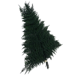 Feriga stabilizata, Coral verde set 40cm