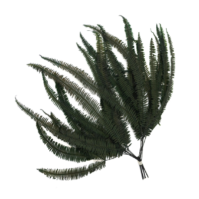 Feriga stabilizata, Dubla verde set 50cm