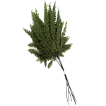 Feriga stabilizata, Fel L verde set 30cm