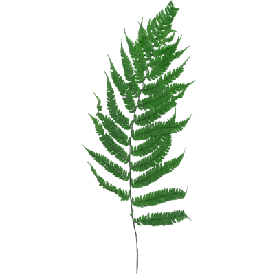 Feriga stabilizata, River L verde set 60cm - imagine 2