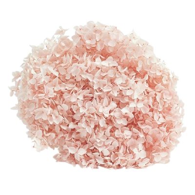 Hortensia criogenata cu flori mici Roz pudra D20cm