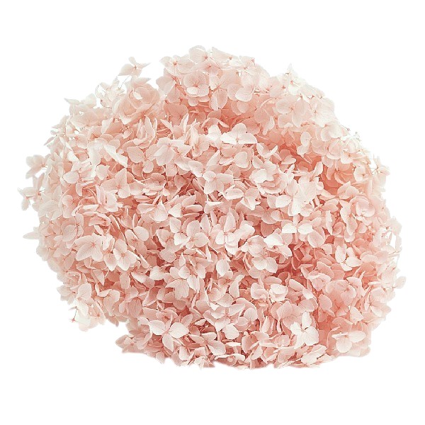 Hortensia criogenata cu flori mici Roz pudra D20cm Hortensia criogenata cu flori mici Roz pudra D20cm